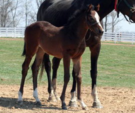 2009 Foal