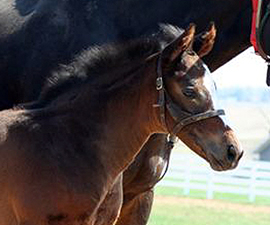 2009  Foal