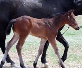 2009 Foal