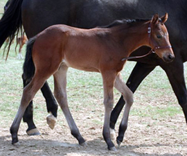 2009 Foal