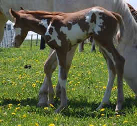 2009 Foal