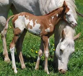 2009 Foal