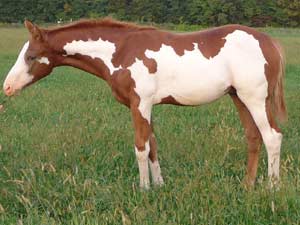 2009 Foal