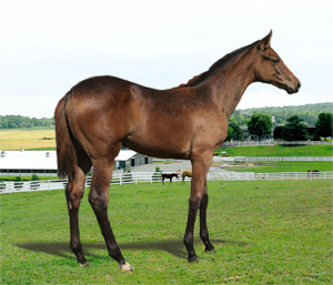 2009 Foal