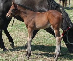 2009 Foal