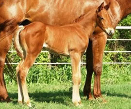 2009 Foal