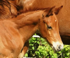 2009 Foal