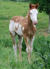 2009 Foal