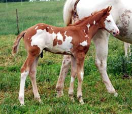 2009 Foal