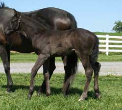 AQHA Black filly 