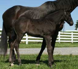 AQHA Black filly 