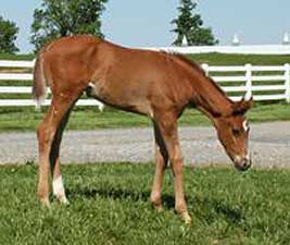 Filly