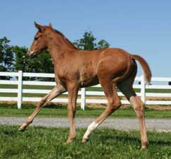 2010 Foal