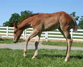 AQHA Chestnut Colt
