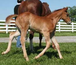 AQHA Chestnut Colt