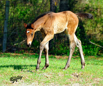 Bay Filly Born 03/14/2011