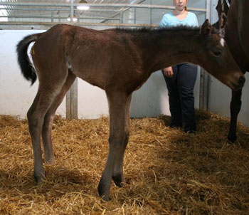 Foal