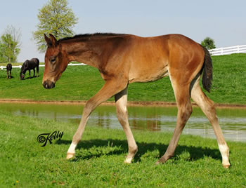 2011 Foal