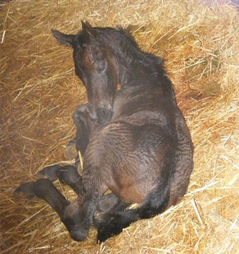 Foal