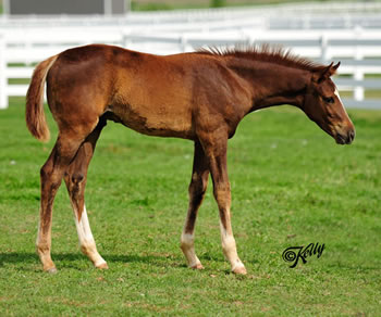 2011 Foal