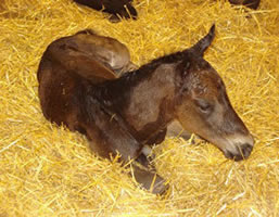 2011 AQHA Colt