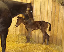 2011 AQHA Colt