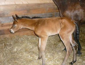 2012 Foal