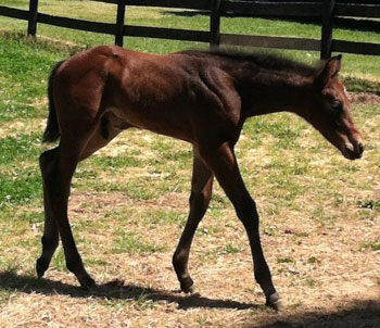 Bay Colt