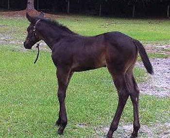 2012 AQHA Foal