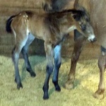 "Bentley" - Colt- Out of  Its All About Me; OWNER: Marchelle Everhart 