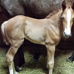"Izzy" - Filly, Out of HP Poison Ivy; OWNER: Karen Johnson