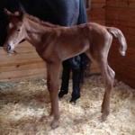 "Macy" - Filly Out of Lady Chalsant (TB); OWNER:  Sarah Tremblay 