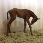 "Rubin" -Colt Out of Pure Country Blaze; OWNER: Rhonda Kamann 