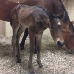 "Samuel" -Colt Out of Whisper My Name Good; OWNER:  Jeremy Martin