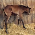 "Anna" - Filly, Out of A Formal Duty, OWNED By Julia Carter Pezold