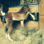 “Duke” - Colt, Out of Brightly Jazzed, Owned by Eileen Reagan Minnihan