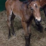 "Omar" - Colt Out of Made To Be Natural; OWNER:  Cindi White-Roth