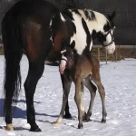 "Gus" - Colt Out of  CR Dynamic Impulse; OWNER:  Jessi Snow