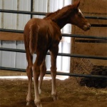 Filly - Out of Quit Staring; OWNER: 3D Partnership