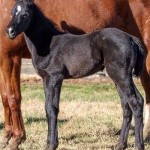 THESE IRONS ARE BLUE "Balloo" - Colt out of Captivating N Blue (Owner: Brooke Victoria Ingstad)