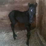 FINALLY GOT MY IRON "Henry"- Colt out of Pines CC Miss Shanay (Owner:  Mylene Mayer of Canada)