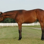 "Manny" - Colt Out of  That's My Invitation; OWNER:  Seaside Farm, LP