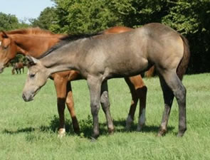 2008 Foal By These Irons Are Hot