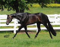 DexterImage7
