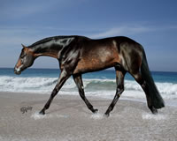 SEASIDE-DEXTER-profile-trot-on-OCEAN