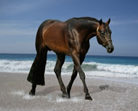 SEASIDE-DEXTER On OCEAN