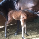 DEWEY - out of Steady Glow (Owned by Jessica O'Neal)