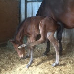 DEWEY - out of Steady Glow (Owned by Jessica O'Neal)