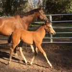 CLARE-Out of Huntin For Angels (Owned by Donna Shirey)
