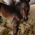 NEALIE - Out of Handwritten N Spring ApHC (Owned by Lori Pieprzyca)